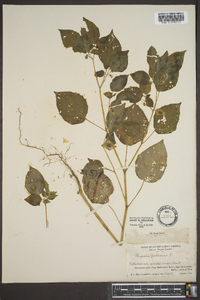 Physalis pubescens image