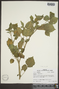 Physalis pubescens image