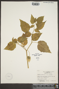 Physalis pubescens image