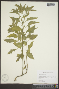 Physalis pubescens image