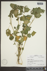 Physalis pumila image