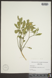 Physalis walteri image