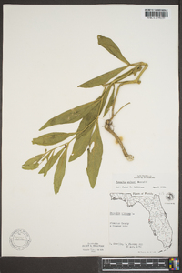Physalis walteri image
