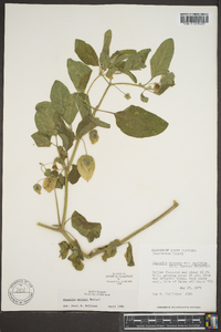 Physalis walteri image