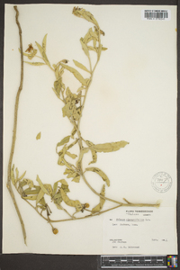 Solanum elaeagnifolium image