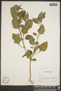 Solanum ptychanthum image