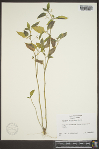 Solanum ptychanthum image