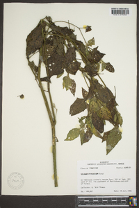 Solanum ptychanthum image