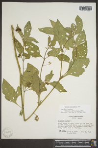 Solanum ptychanthum image