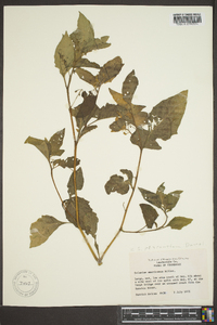 Solanum ptychanthum image