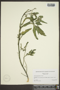 Solanum ptychanthum image