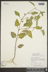 Solanum ptychanthum image