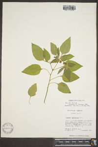 Solanum ptychanthum image