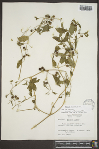 Solanum ptychanthum image