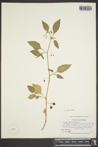 Solanum ptychanthum image