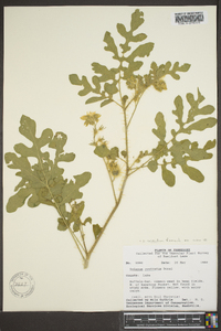 Solanum rostratum image