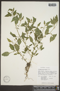 Solanum americanum image