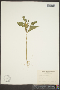 Solanum americanum image