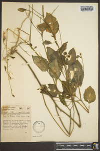 Solanum gracile image