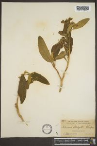 Solanum donianum image