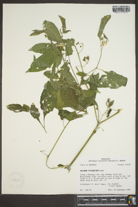 Solanum americanum image