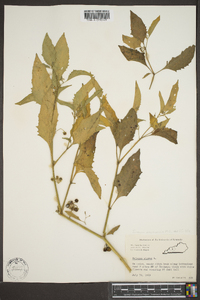 Solanum americanum image