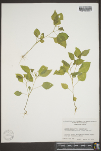 Solanum americanum image