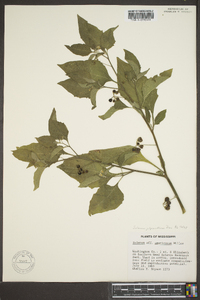 Solanum americanum image