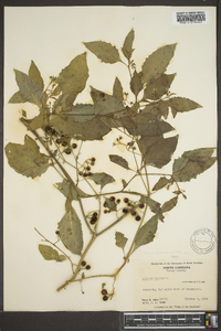 Solanum americanum image