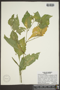 Solanum americanum image