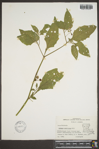 Solanum americanum image