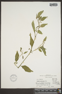 Solanum americanum image