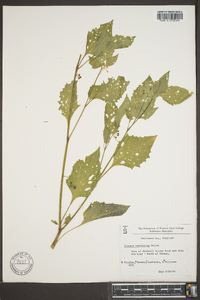 Solanum americanum image