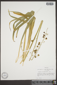 Camassia scilloides image