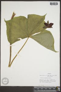 Trillium sulcatum image