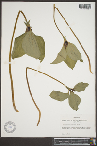 Trillium recurvatum image