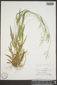 Panicum laxiflorum image