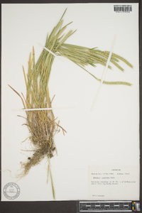 Hordeum pusillum image