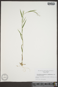 Dichanthelium acuminatum subsp. longiligulatum image