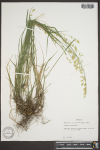 Melica mutica image