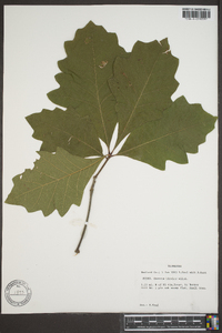 Quercus bicolor image