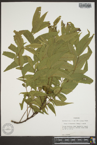 Carya illinoinensis image