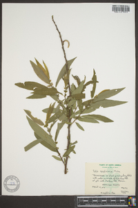 Salix caroliniana image