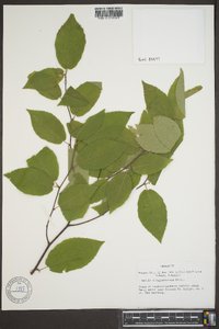 Betula alleghaniensis image