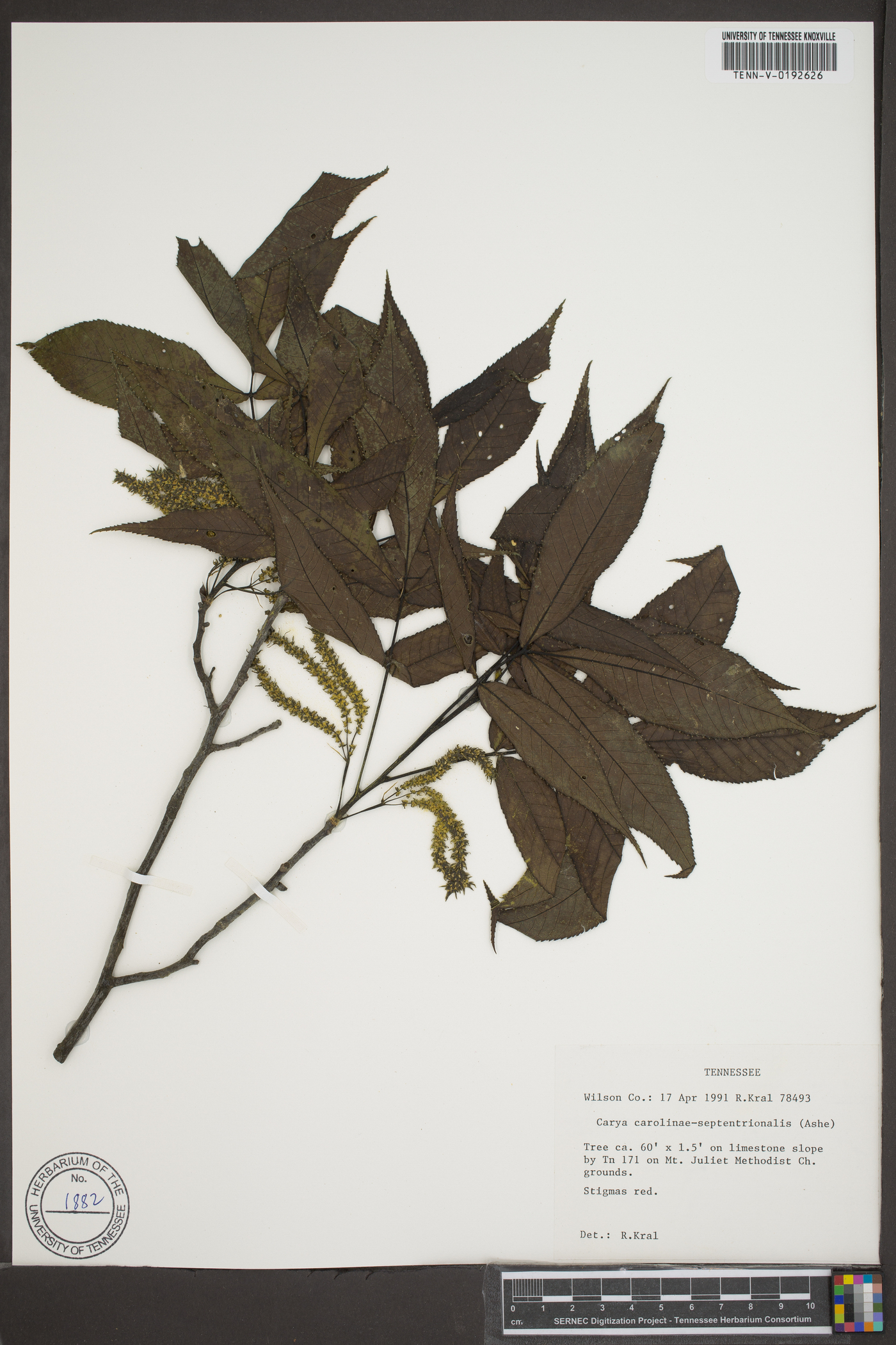 Carya carolinae-septentrionalis image