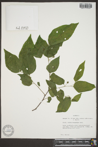 Celtis tenuifolia image