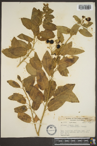 Solanum clokeyi image