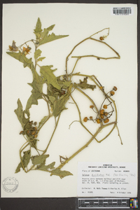 Solanum dimidiatum image