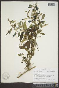 Solanum douglasii image