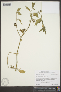 Solanum douglasii image